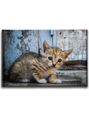 Desenlio Yavru Kedi Kanvas Tablo