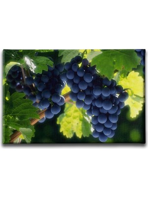 Desenlio Salkım Üzüm Kanvas Tablo