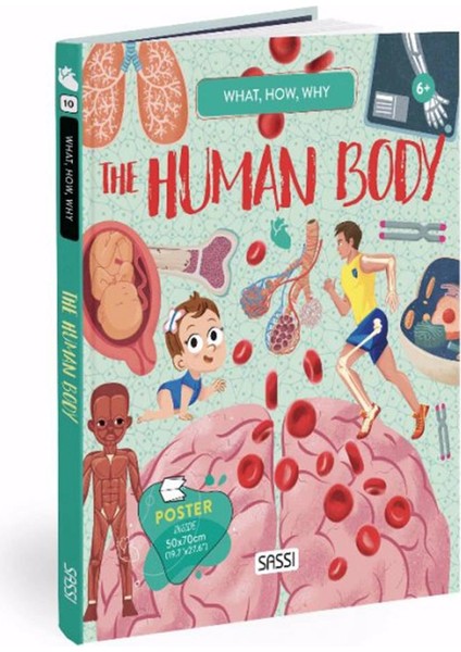 What- How- Why - Human Body