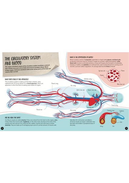 What- How- Why - Human Body