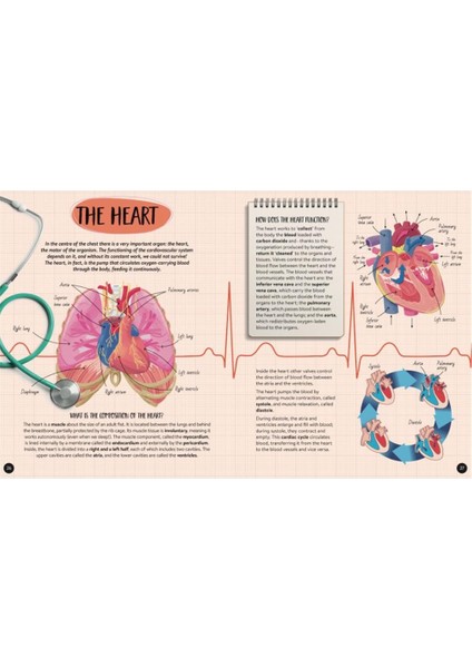 What- How- Why - Human Body