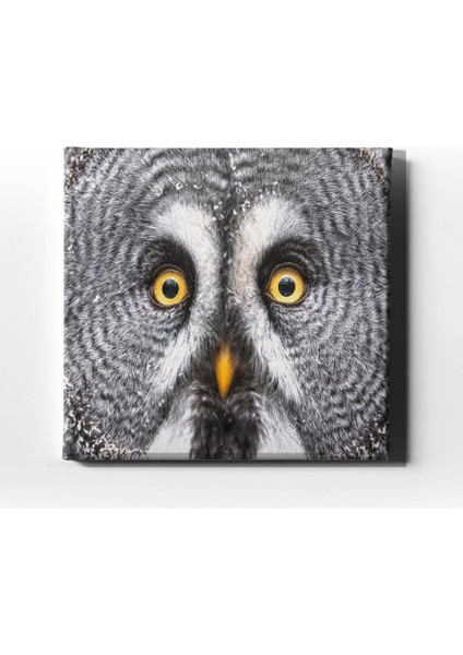 Peçeli Baykuş Kanvas Tablo