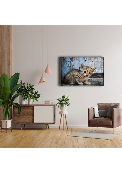 Yavru Kedi Kanvas Tablo fırsatları
