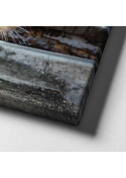 Yavru Kedi Kanvas Tablo indirimleri