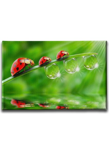 Uğur Böceği Kanvas Tablo