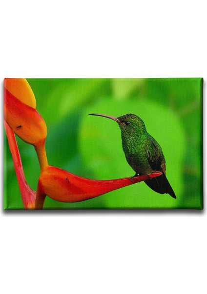 Sinek Kuşu Kanvas Tablo