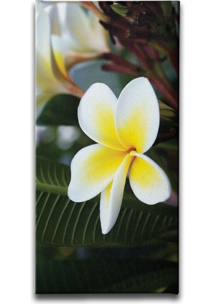 Plumeria Kanvas Tablo