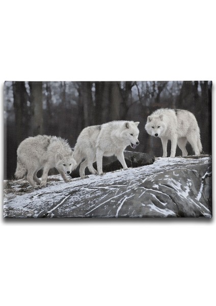 Kurtlar Kanvas Tablo