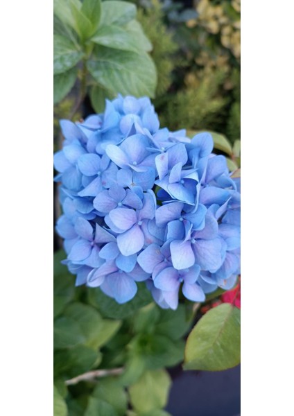 Fidan Paketim Ortanca Fidanı Hydrangea Macrophylla ,