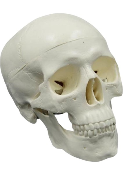 Anatomik Öğretim Başşma Heykel Için Öğrenme (Yurt Dışından)