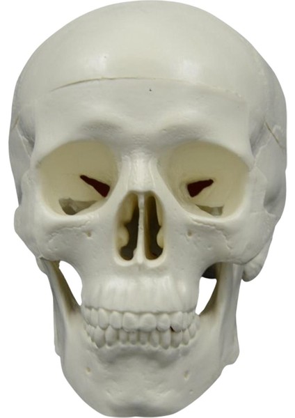 Anatomik Öğretim Başşma Heykel Için Öğrenme (Yurt Dışından) modelleri