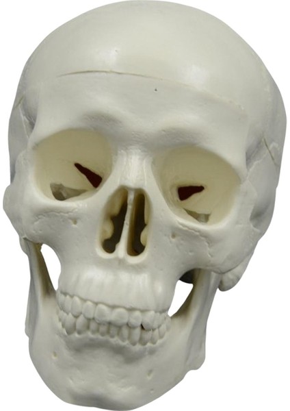 Anatomik Öğretim Başşma Heykel Için Öğrenme (Yurt Dışından) fırsatları