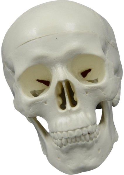 Anatomik Öğretim Başşma Heykel Için Öğrenme (Yurt Dışından) indirimleri