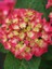 Fidan Paketim Ortanca Fidanı Hydrangea Macrophylla , 1