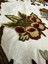 Jwk Fabrics Hint Işi Nakışlı Kadife Kumaş-Chainstit Embroidery (145) 3