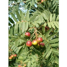 Dağlıoğlu Tarım Ovaz Sorbus Domestica Üvez Fidanı Tüplü 60-80CM