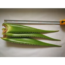 Akdeniz Aloe Vera Aloe Vera Yaprağı - Jel Için 5 Kg. Taze Yaprak