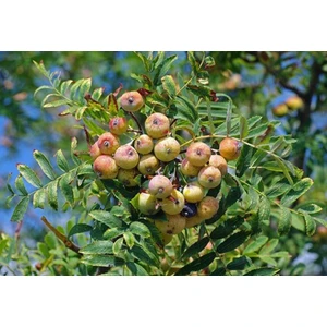 Dağlıoğlu Tarım Ovaz Sorbus Domestica Üvez Fidanı Tüplü 60-80CM