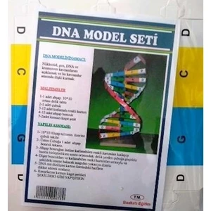 Dna Model Yapım Deney Seti