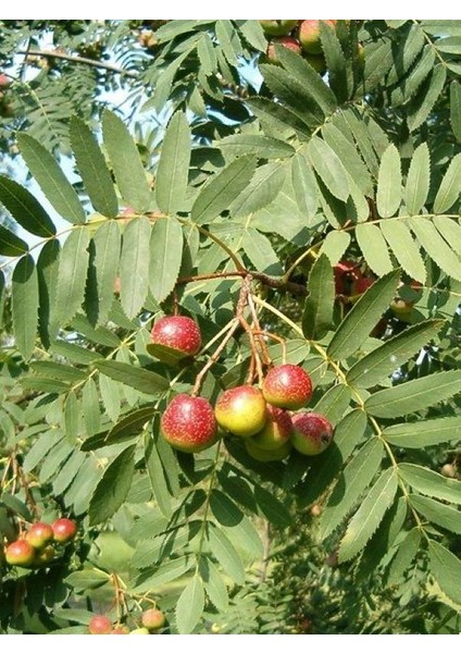 Ovaz Sorbus Domestica Üvez Fidanı Tüplü 60-80CM