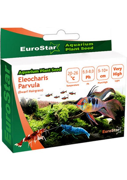 Bitki Tohumu Eleocharis Parvula