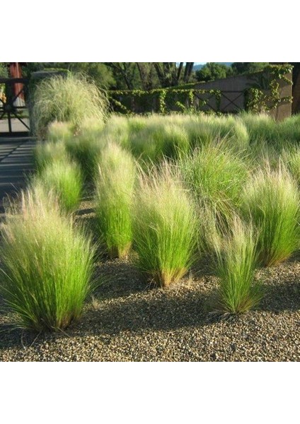Stipa - At Kuyruğu Çimi 10'lu Set - Otsu Yer Örtücü Bitki fiyatları