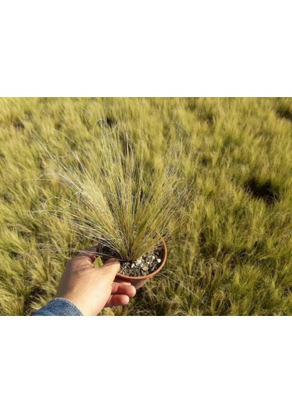 Stipa - At Kuyruğu Çimi 10'lu Set - Otsu Yer Örtücü Bitki indirimleri