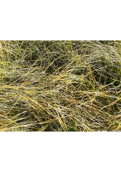 Carex Testacea 10'lu Set - Otsu Yer Örtücü Bitki