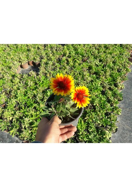 Gayret Çiçeği - Gaillardia Grandiflora 50'li Set indirimleri