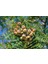 Ovaz Sorbus Domestica Üvez Fidanı Tüplü 60-80CM 1