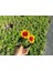 Gayret Çiçeği - Gaillardia Grandiflora 50'li Set 4