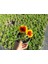 Gayret Çiçeği - Gaillardia Grandiflora 50'li Set 5