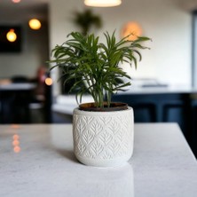 Miss Lina Misslina Dekoratif Yuvarlak Yaprak Desenli Saksı Obje Boyanabilir