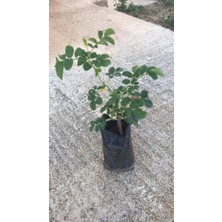 Biorganix Tüplü Yöresel Reçellik Kokulu Pembe Isparta Gülü Fidanı 15-25 cm