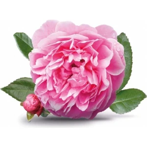 Tüplü Yöresel Reçellik Kokulu Pembe Isparta Gülü Fidanı 15-25 cm