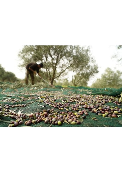 Öz Çiğdem Zeytin Toplama Filesi Sergisi 4x6