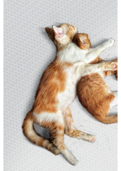 Yıkanabilir Kaymaz Tabanlı Nova Kesme Rulo Halı Yolluk Beyaz modelleri