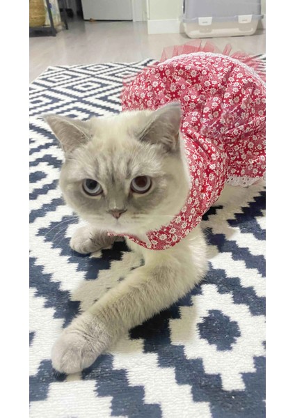 Beyaz Çiçek Desenli Kurdeleli Kırmızı Kedi Köpek Kıyafeti Elbisesi Xlarge/xl/beden 4