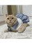 Denizci Mavi Yakalı Kurdeleli Dişi Kedi Köpek Kıyafeti Elbisesi Xlarge/xl/beden 4 1