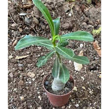 Berke Fidancılık 5.5 Luk Saksıda Adenium Çöl Gülü Çiçeği Fidanı