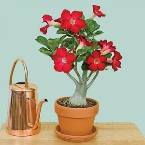 Berke Fidancılık 5.5 Luk Saksıda Kırmızı Adenium Çöl Gülü Çiçeği Fidanı