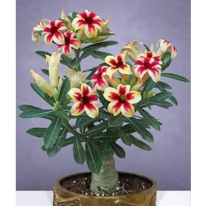 Berke Fidancılık 5.5 Luk Saksıda Sarı Kırmızı Adenium Çöl Gülü Çiçeği Fidanı