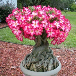 Berke Fidancılık 5.5 Luk Saksıda Adenium Çöl Gülü Çiçeği Fidanı