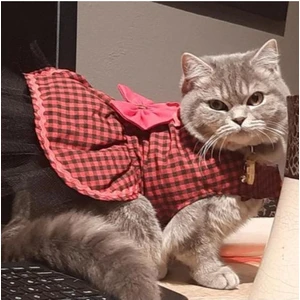 Kırmızı Siyah Kareli Papyonlu Dişi Kedi Köpek Kıyafeti Elbisesi Xsmall/xs/beden 0
