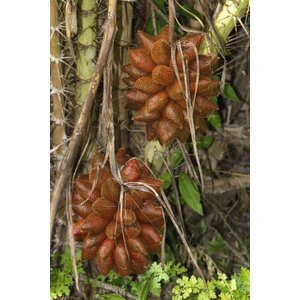 Yavuz Fidancılık Snake Fruit Fidanı 1 Yaş 25 cm