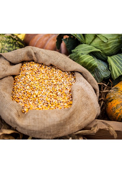 Canlı Tavuk Yemlik Mısır 15 kg