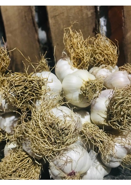 Taşköprü Sarımsağı Ortaboy