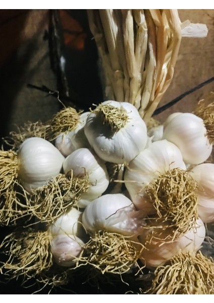 Taşköprü Sarımsağı Ortaboy fiyatları