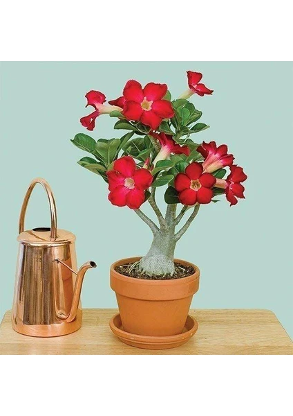 Berke Fidancılık 5.5 Luk Saksıda Kırmızı Adenium Çöl Gülü Çiçeği Fidanı