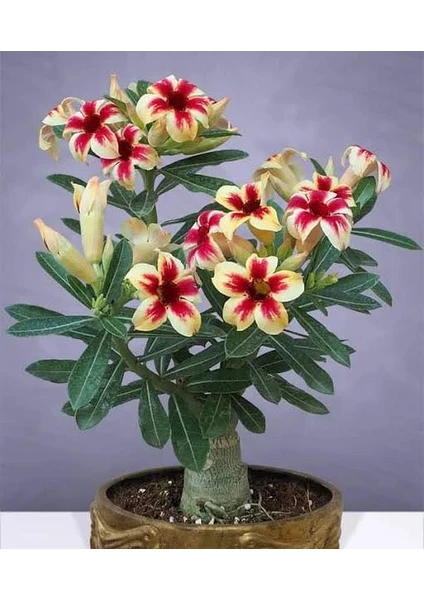 Berke Fidancılık 5.5 Luk Saksıda Sarı Kırmızı Adenium Çöl Gülü Çiçeği Fidanı